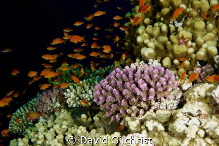 Red Sea Scenic,Egypt. by David Gilchrist 