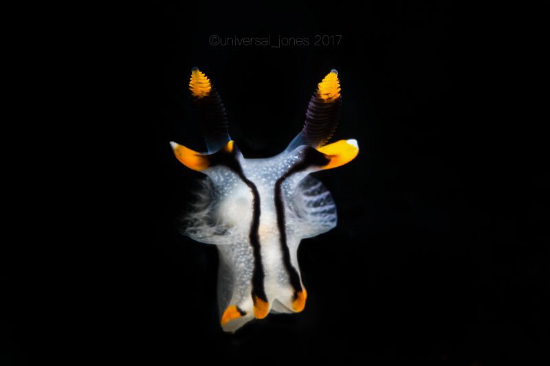 Thecacera picta by Wayne Jones 