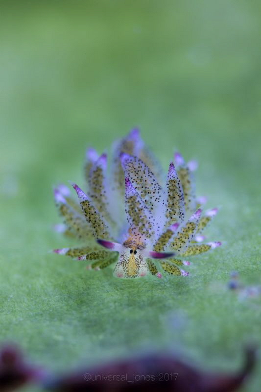Costasiella kuroshimae (no crop) by Wayne Jones 