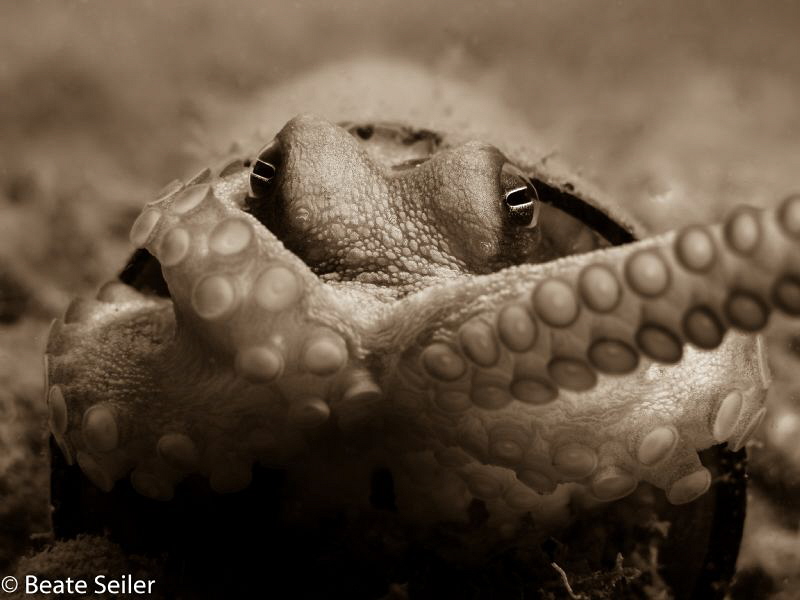 B/W Octopus by Beate Seiler 