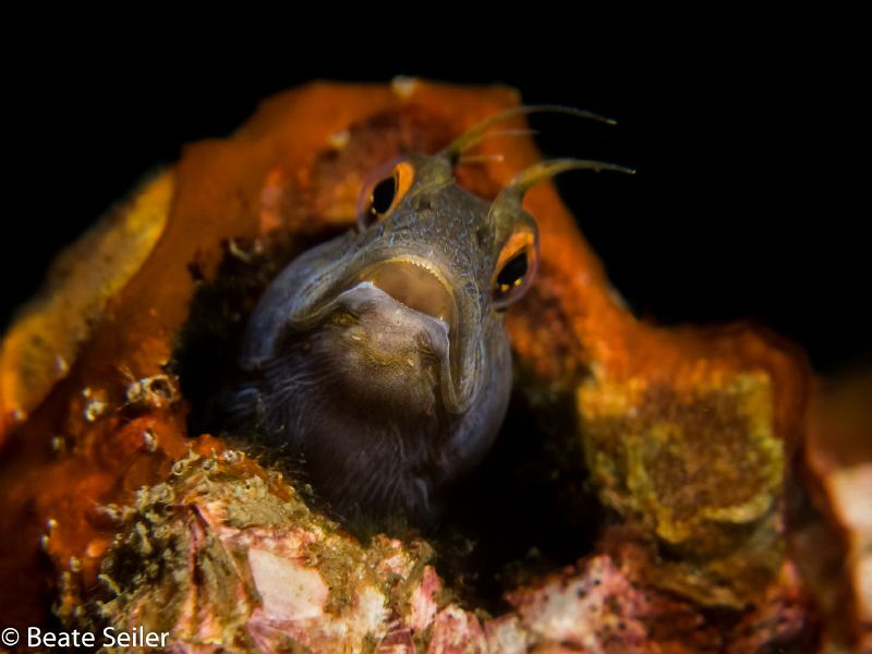 Blenny at the bridge span by Beate Seiler 