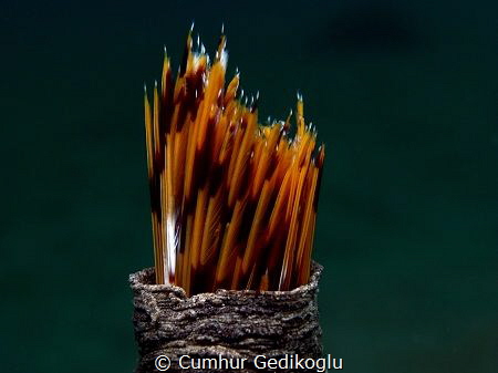 Bispira volutacornis
SPAGHETTI CASE.Long time ago I foun... by Cumhur Gedikoglu 