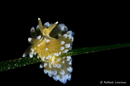 Janolus cristatus climbing on the grass by Raffaele Livornese 