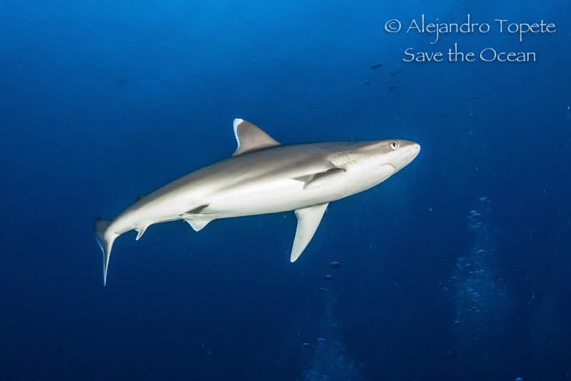 Baby Silver Tip, San Benedicto Island México by Alejandro Topete 