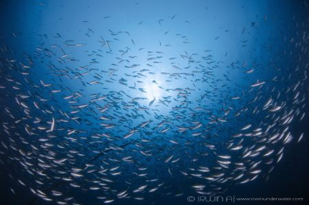 M A S S I VE
 Yellow stripe scad (Selaroides leptolepis)... by Irwin Ang 