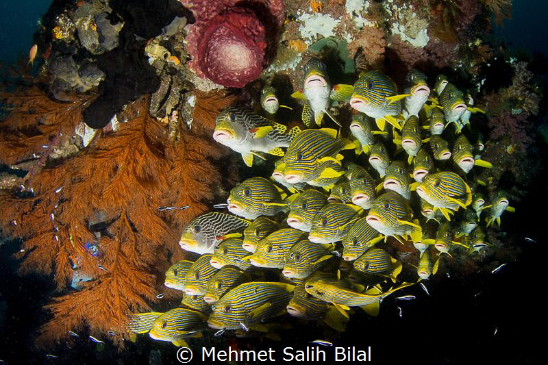 Sweetlips, Raja Ampat. by Mehmet Salih Bilal 