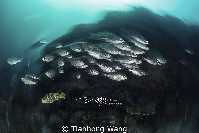 Turn left or turn right ? by Tianhong Wang 