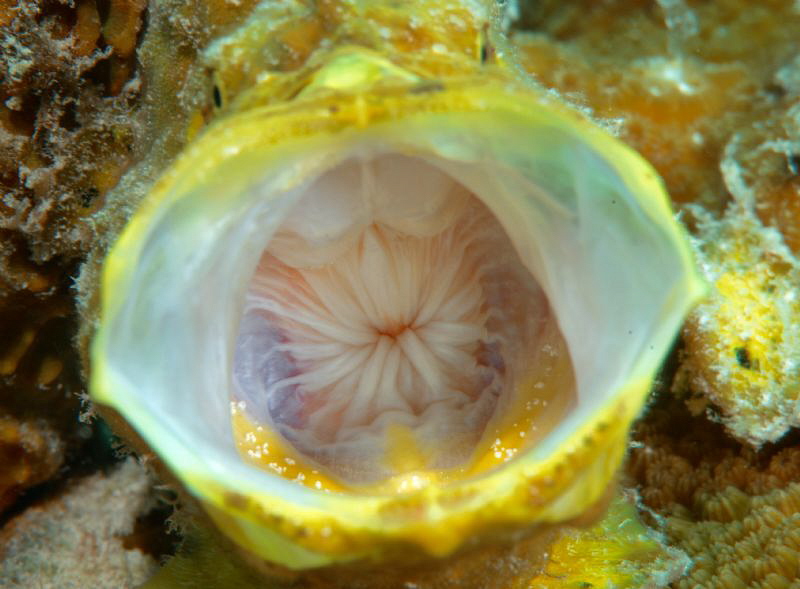 It's about all I got to give....
Longlure Frogfish Bonaire by John Roach 