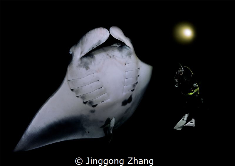Night dancer by Jinggong Zhang 
