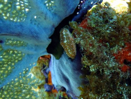 On my last trip to Isla Mujeres I was so excited to see s... by Bonnie Conley 