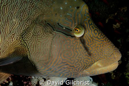 "I've got my eye on you" An inquisitive Napolean Wrasse o... by David Gilchrist 