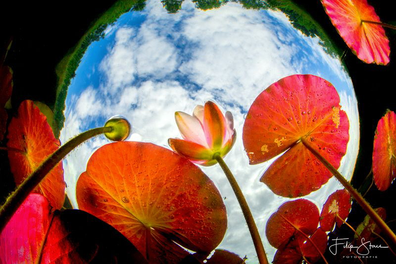Water lilies in Snell's window, Belgium. by Filip Staes 