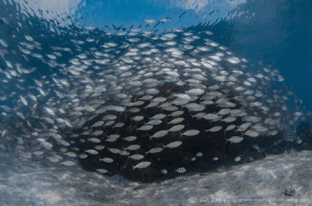C L E A R  
Yellow stripe scad (Selaroides leptolepis)
... by Irwin Ang 