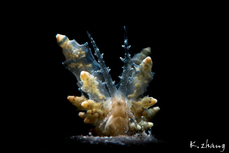 transparent by Jinggong Zhang 