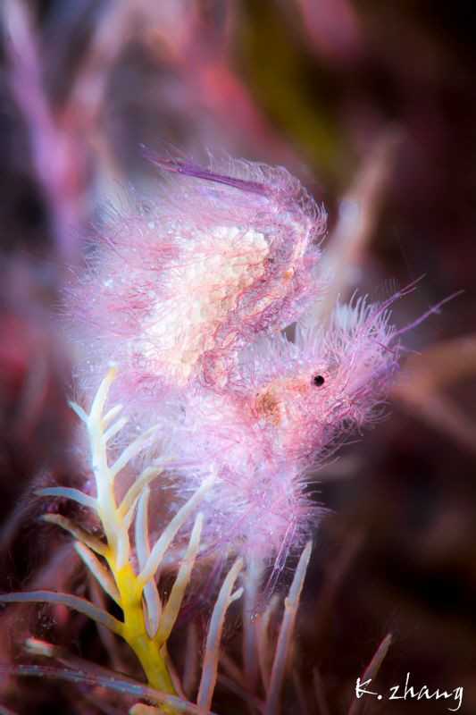 Pink by Jinggong Zhang 