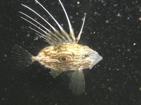 John Dory by Hakan Taslicay 