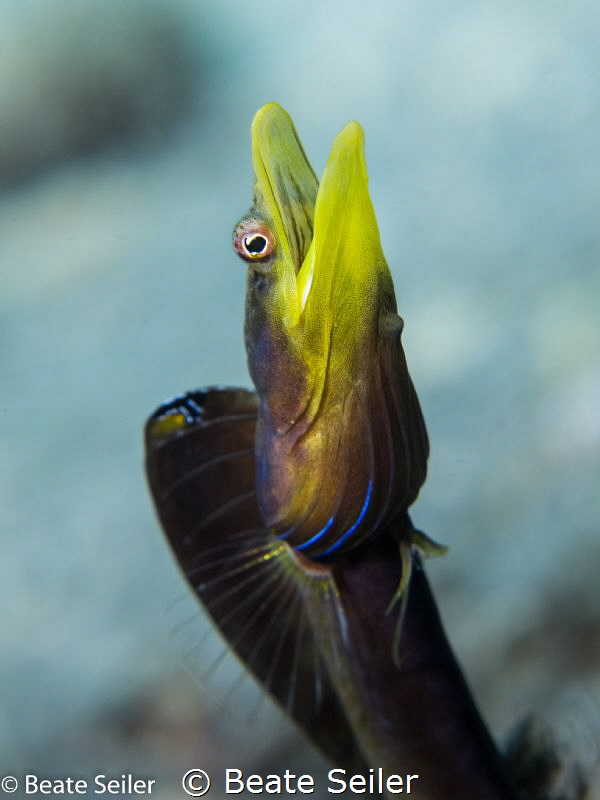 Pike Blenny by Beate Seiler 