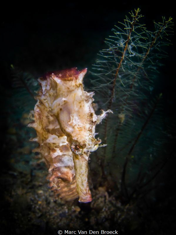 shy by Marc Van Den Broeck 