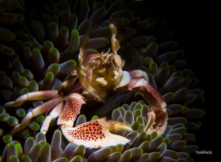 FELTERING...
Porcelain Crab by Ton Ghela 