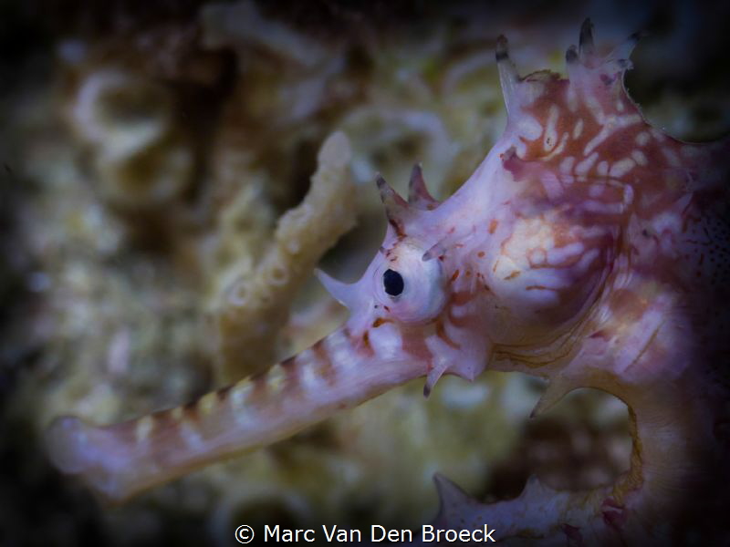 horsesface by Marc Van Den Broeck 