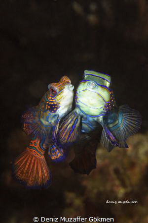 Mandarin dating , Lembeh Canon 100d by Deniz Muzaffer Gökmen 