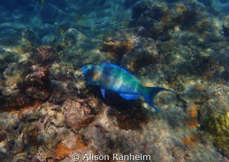 Molokini Crater, Maui by Alison Ranheim 