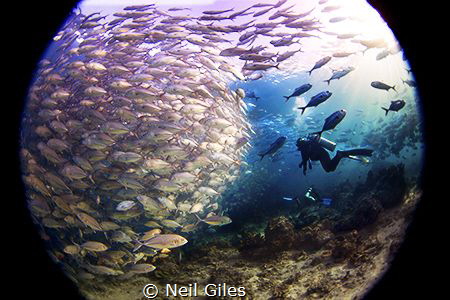 Jacks - This was taken in Sipadan in the Celebes Sea. It ... by Neil Giles 