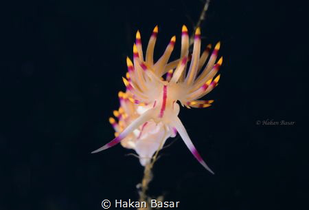 Flabellina rubrolineata 
Taken  by snoot at Kemer / Antalya by Hakan Basar 