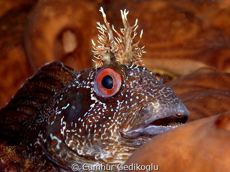 Parablennius gattorugine
JUST BROWN by Cumhur Gedikoglu 