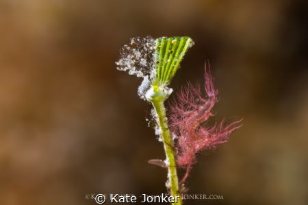 Under My Umbrella
Hairy Shrimp at Secret Bay, Anilao, Ba... by Kate Jonker 