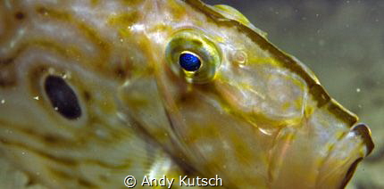John Dory by Andy Kutsch 