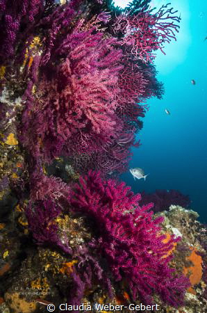 dreamin in RED
France - Mediterranean Sea by Claudia Weber-Gebert 