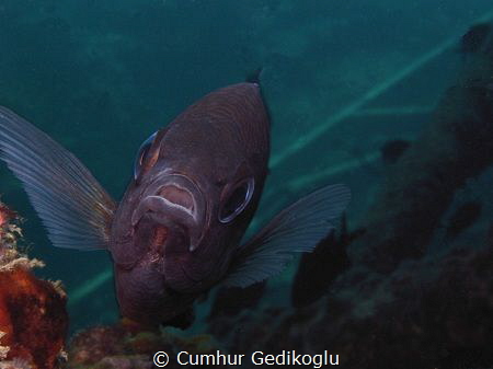 Chromis chromis
Defending eggs by Cumhur Gedikoglu 