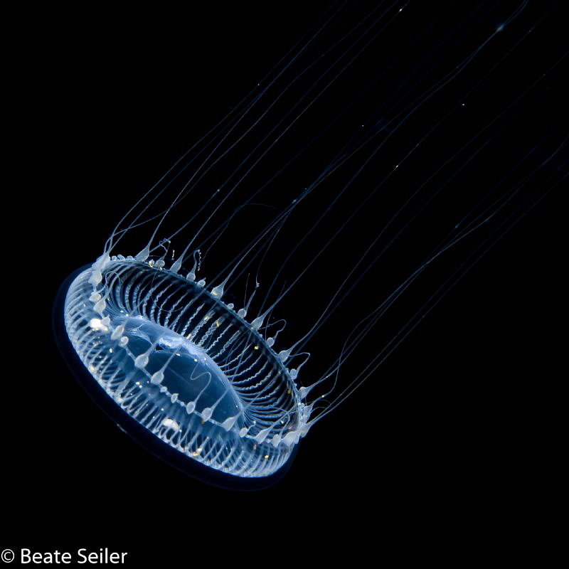 My very first blackwater dive by Beate Seiler 