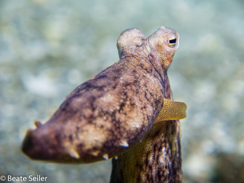 Octopus under the BHB by Beate Seiler 