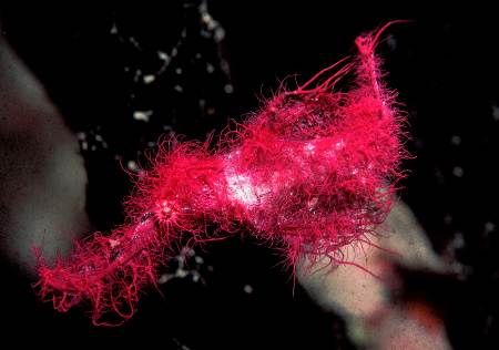 Hairy Ghost Pipefish, Tawali Resort, Milne Bay, Nikon F90... by Per Lagerberg 