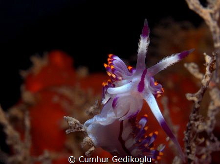 Flabellina rubrolineata by Cumhur Gedikoglu 