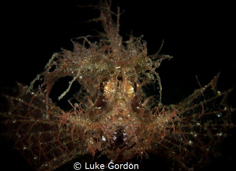 Portrait of Ambon by Luke Gordon 