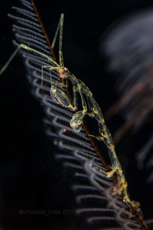 Caprella sp. by Wayne Jones 