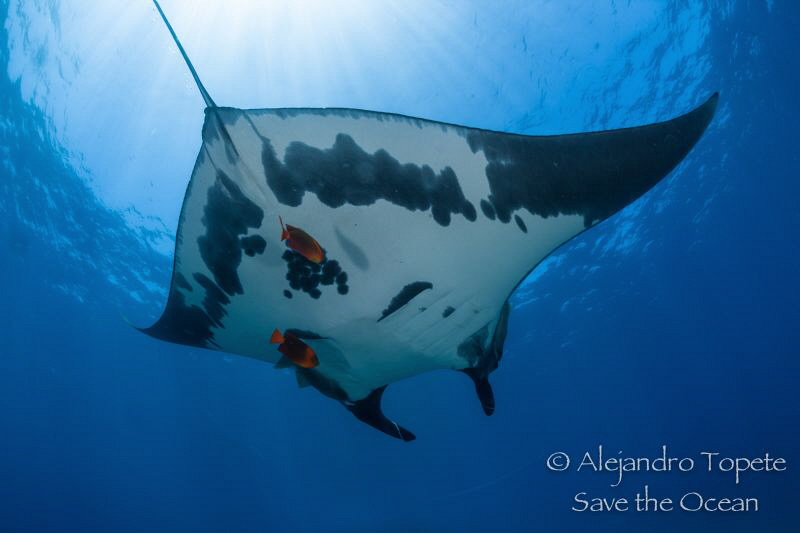 Mantarray passing, Isla Socorro México by Alejandro Topete 