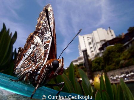 Butterfly
The view from my diving center. by Cumhur Gedikoglu 