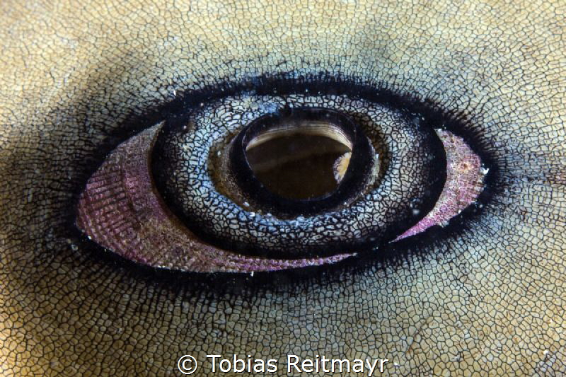 Giant Keyhole Limpet, NRAD, San Diego by Tobias Reitmayr 