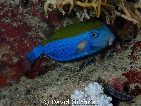 A Blue Tailed Trunkfish(Ostracion cyanurus) photographed ... by David Gilchrist 