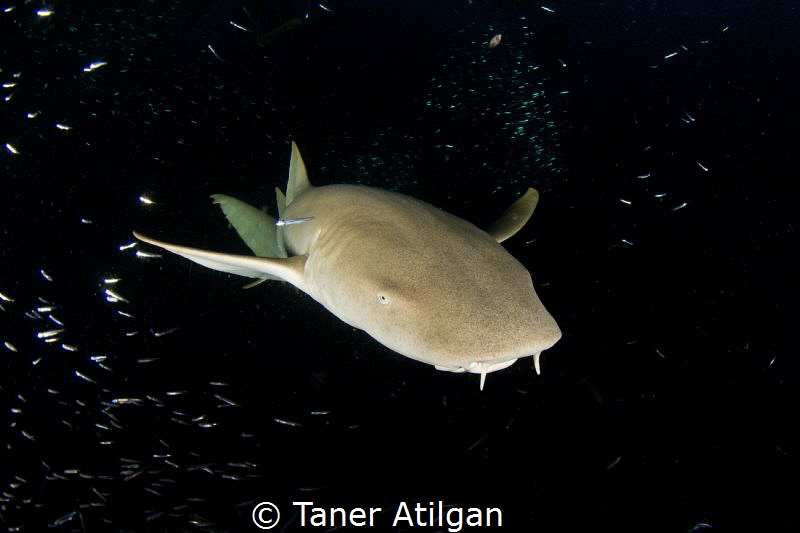Nurse shark at night snorkeling by Taner Atilgan 