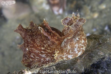 A bit of slug porn :D by Gaetano Gargiulo 