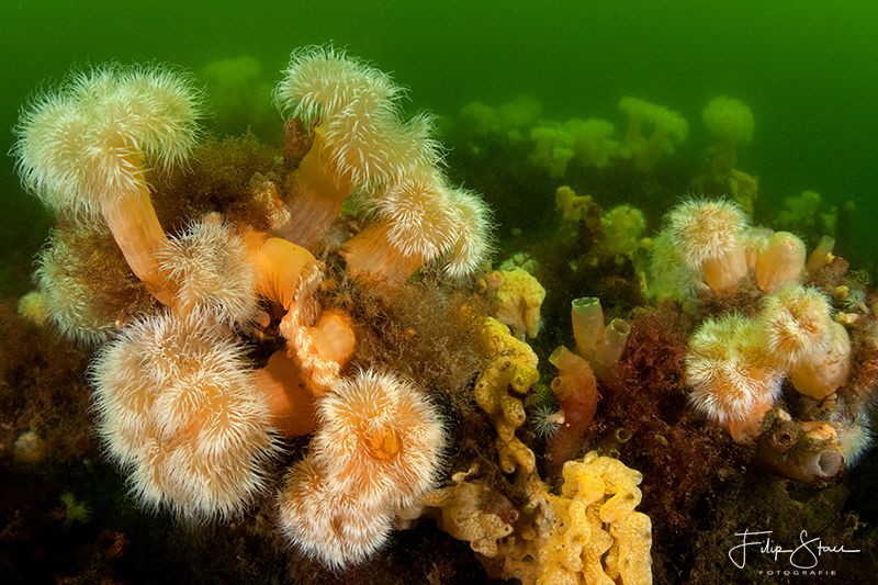 "Field of flowers", sea anemones, Zeeland, The Netherlands. by Filip Staes 