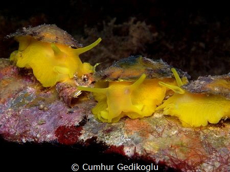 Tylodina perversa
TRIO by Cumhur Gedikoglu 
