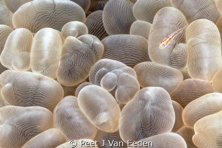 My bubble coral home by Peet J Van Eeden 