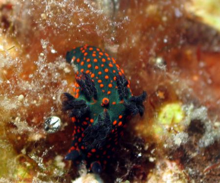 Taken at Mataking Island, East Malaysia by Dennis Siau 