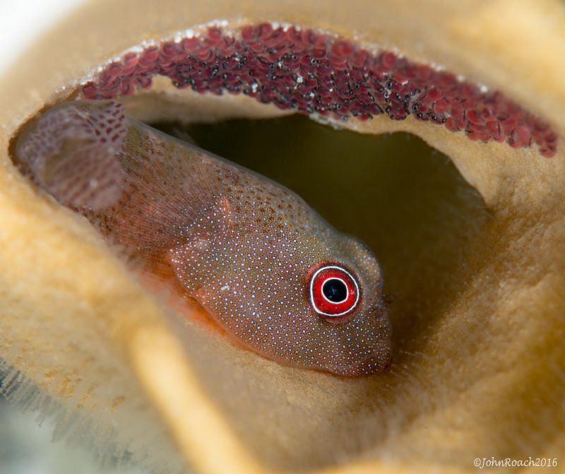 Acyrtus artius Papillate Clngfish 
Bonaire NA
 by John Roach 